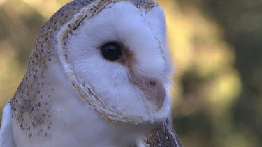 Barn owl face