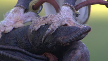 Bird of prey talons (probably a barn owl). The legs are shackled, preventing the bird from flying away.