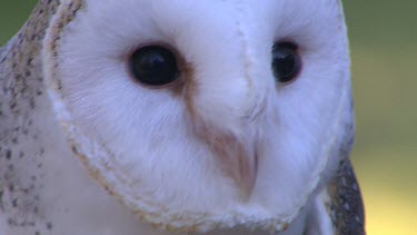 Barn owl face