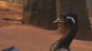 Emu, red orange eyes.