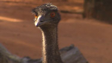 Emu, red orange eyes.