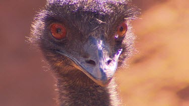 Emu, red orange eyes. Turns head.
