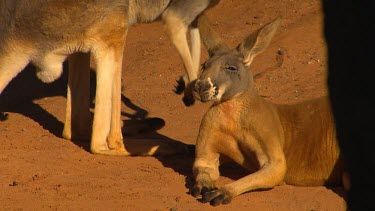 Red kangaroo mob. Females, resting in red sandy earth.