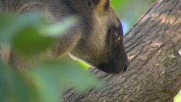 Lumholtz Tree Kangaroo in tree. A light-coloured band across the forehead and down each side of the face is distinctive