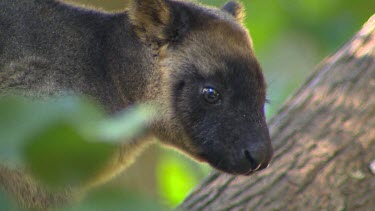 Lumholtz Tree Kangaroo in tree. A light-coloured band across the forehead and down each side of the face is distinctive