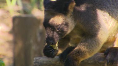 Lumholtz Tree Kangaroo feeding, chewing.