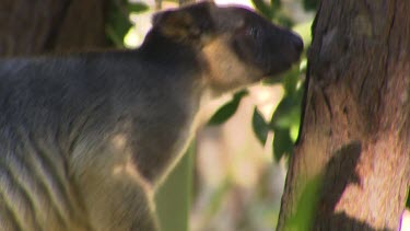 Lumholtz Tree Kangaroo hops, climbing up branch