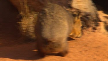 Wombat sniffing and smelling sand walks into hollow tree log burrow.