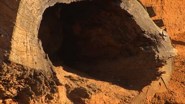 Wombat walking out of hollow tree log home into sunshine