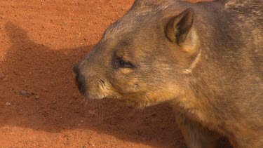 Wombat looking around sniffing air