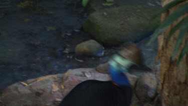 Cassowary in forest undergrowth