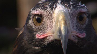 Wedge-Tailed Eagle with sharp curved beak looking to camera, large yellow round eyes