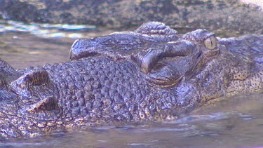 Resting with eyes and ears above waterline, keeping cool.