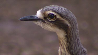 Buff-banded rail (could be juvenile - markings not as clear and distinct)