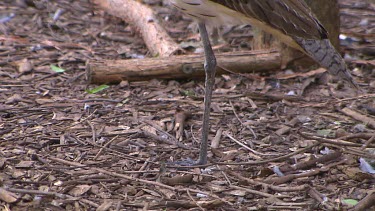 Buff-banded rail (could be juvenile - markings not as clear and distinct). Tilt up.