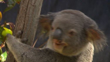 Koala calling close up