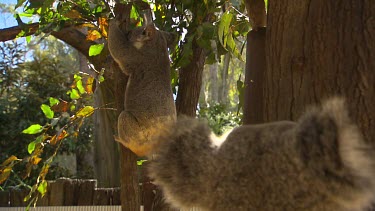 Koala calling long shot. Looking for a mate Two koala's in the shot.