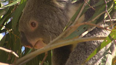 Koala calling close up