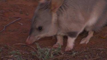 Bilby foraging