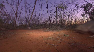 Long shot down fence, Bilby runs across shot. Dusk,