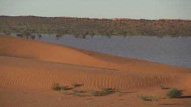 Simpson Desert in flood. Big Red sand dune. WS