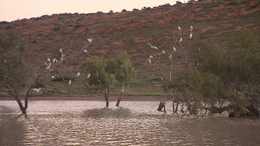 White cockatoos flock roosting in eucalyptus gum tree. Diamantina River in flood.