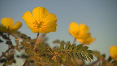 Yellow desert flower, Simpson Desert.