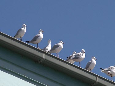 Line of seagulls sitting on eaves gutter of building