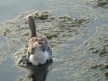 Goose. Three geese swimming with seaweed or kelp or some kid of vegetation.