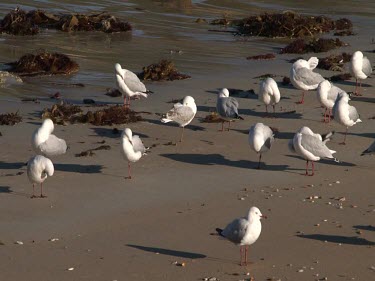 Seagulls at the beach.