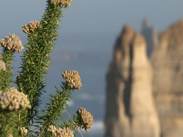 Twelve Apostles, rock stacks. Limestone eroded by wave action. Shift focus from plant to rock features