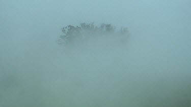 Tree in heavy mist.