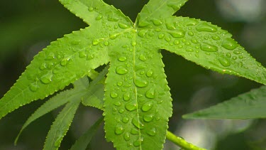 Dew on green leaves.