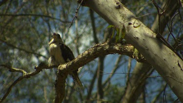 Kookaburra perched in tree. Flys Away.