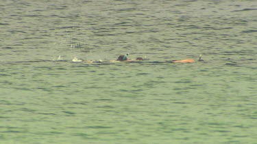 Group of men snorkeling.