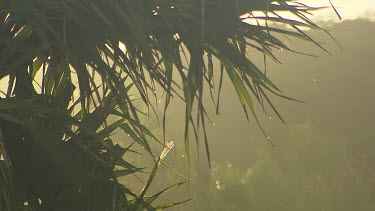 Shallow focus, palm or fern fronds dripping with water droplets, early morning gentle light. Warm, insects buzzing in air in background. Feeling of humidity, moisture, warmth.