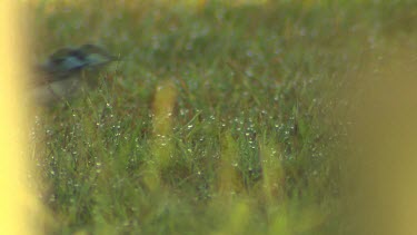 Superb Fairy Wren. Male has beautiful blue plumage rich blue and black plumage above and on the throat. Foraging for insects in the grass. Foreground grass soft focus.