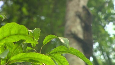 Shallow focus depth of field leaves in sharp focus foreground and goanna lizard hugging tree in background