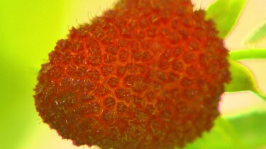 Extreme close up of a red berry or fruit, raspberry. Ripening