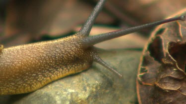 ECU extreme close up of snail.