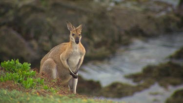 Kangaroo with ocean coastline in background