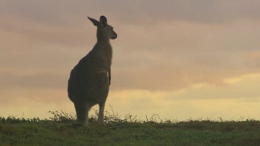 Kangaroo, sunset sky.