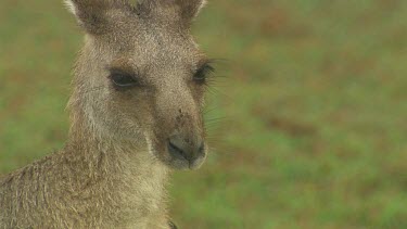 Kangaroo mother and joey cuddle, bonding and play fighting