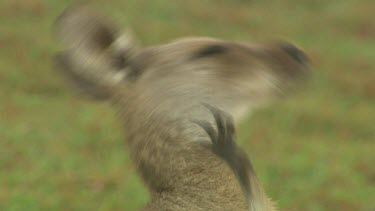 Kangaroo mother and joey cuddle, bonding and play fighting