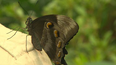 Butterfly on person's shoulder