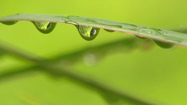 Water droplets on a leaf