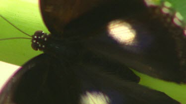 Extreme close up Common or Varied Eggfly butterfly with black wings and white eye-spots.