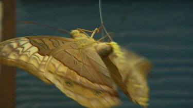 Butterfly lays eggs