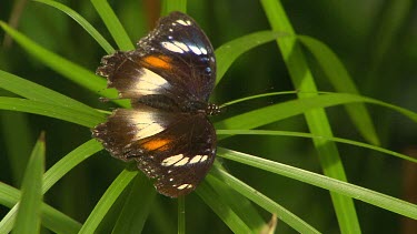 Orange Lacewing Butterfly on green background. Orange black and white with white eyespots.