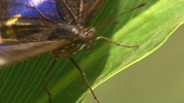 Butterfly with blue and white eye-spots. See eye and curled up proboscis.